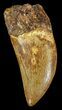 Carcharodontosaurus Tooth #52872-1